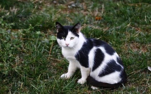 黑白小猫咪图片