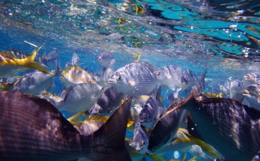 蓝色深海五颜六色鱼群摄影图片