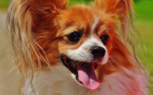 蝴蝶犬图片素材