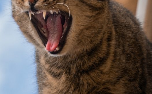 龇牙咧嘴喵星人摄影图片