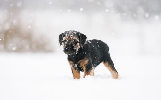 雪地上的小狗图片