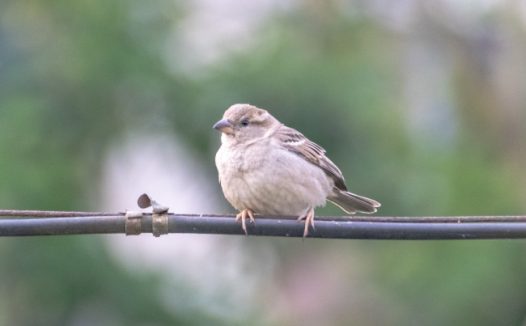 可爱呆萌小麻雀图片