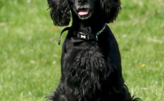 英国黑色可卡犬图片