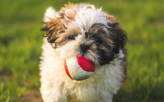 绿色草地西施犬玩球摄影图片