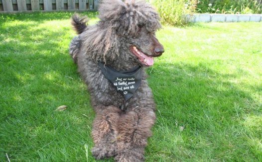 标准贵宾犬图片