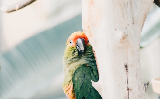 红绿金刚鹦鹉清晰图片
