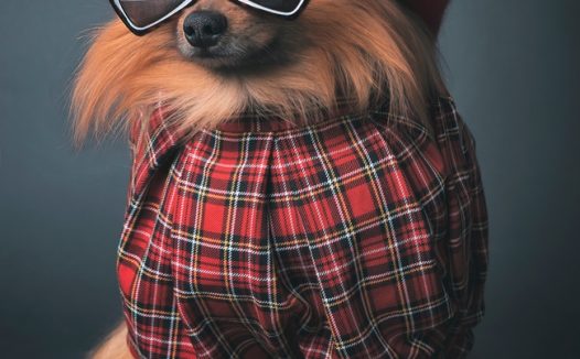 可爱呆萌戴墨镜狗狗写真图片