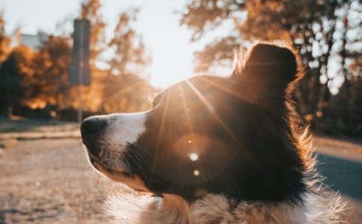 可爱狗狗晒太阳图片