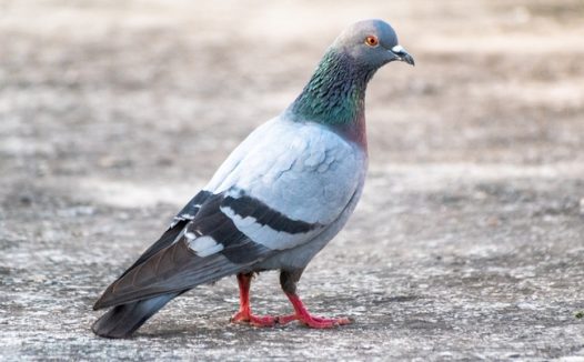 站在地面上的岩鸽图片