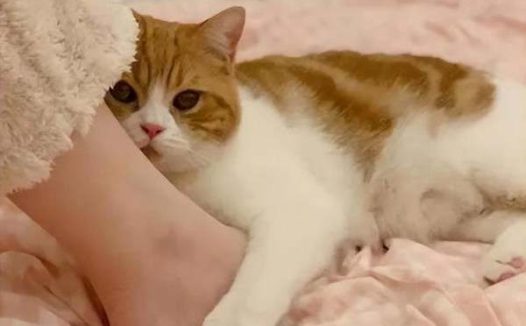 猫咪在人身上蹭来蹭去是什么意思
