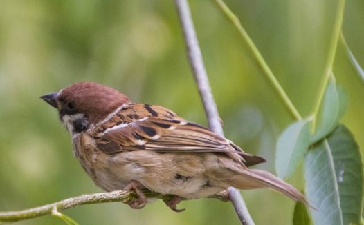 树枝上叽叽喳喳的麻雀图片
