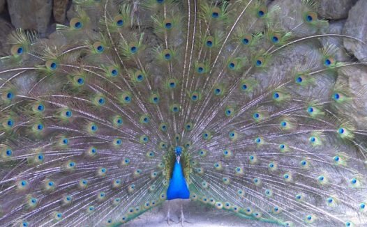 孔雀开屏摄影图片