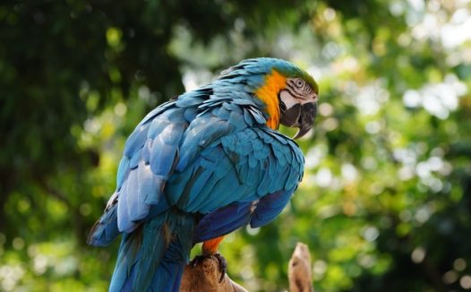 站在树杈上的蓝色金刚鹦鹉图片