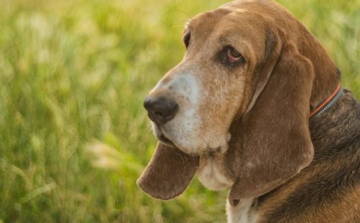 户外草丛巴吉度猎犬图片