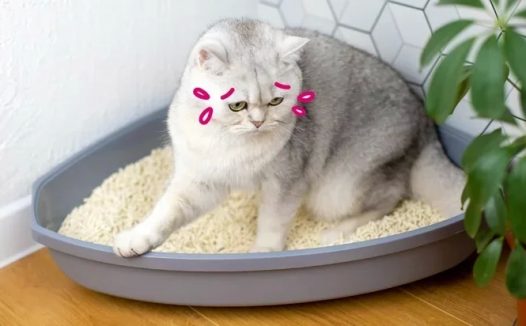 猫尿道炎:症状、诊断和治疗