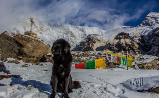 黑色高加索犬图片