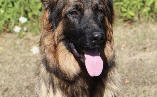 大型德国牧羊犬图片