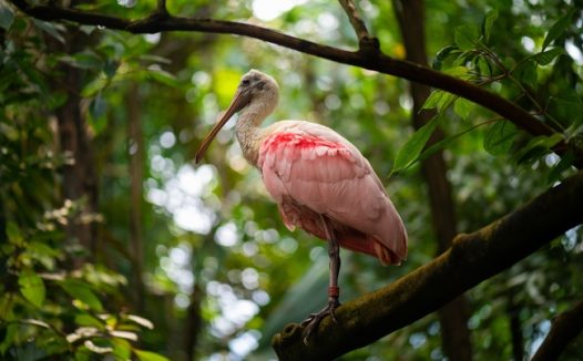 站在树枝上的野生琵鹭图片
