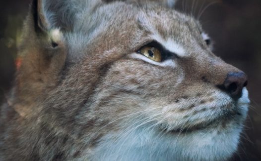 近景摄影黑色猫咪头像图片