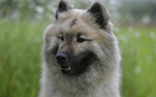 户外草丛荷兰毛狮犬摄影图片