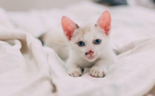 可爱呆萌白色幼猫图片