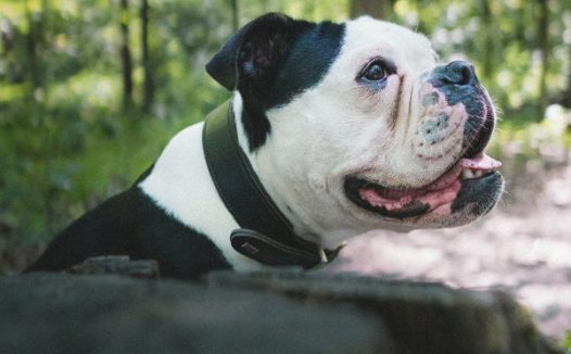 黑白斗牛犬可爱图片
