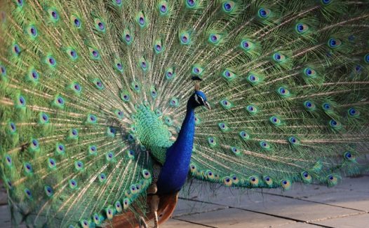 动物园孔雀开屏图片