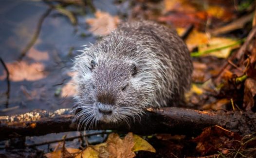 灰色的豚鼠图片