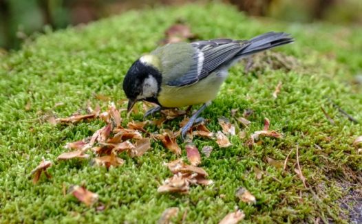 小鸟低头觅食图片