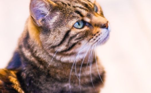 可爱萌宠虎斑猫图片