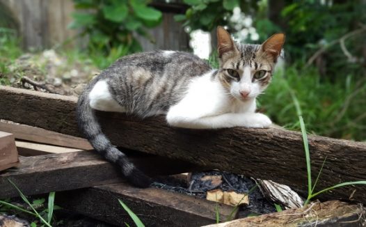 趴在木板上的小猫图片