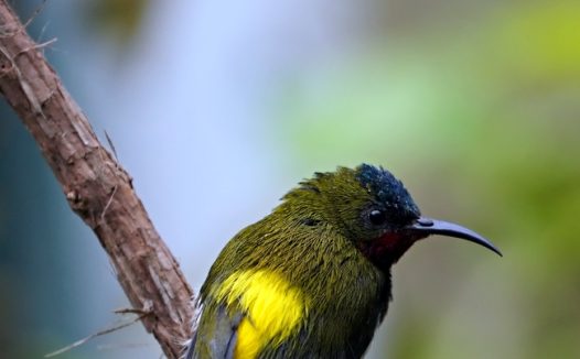 野生绿喉太阳鸟摄影图片