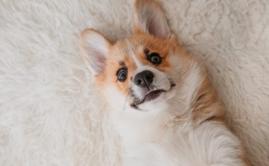 呆萌可爱宠物狗狗图片