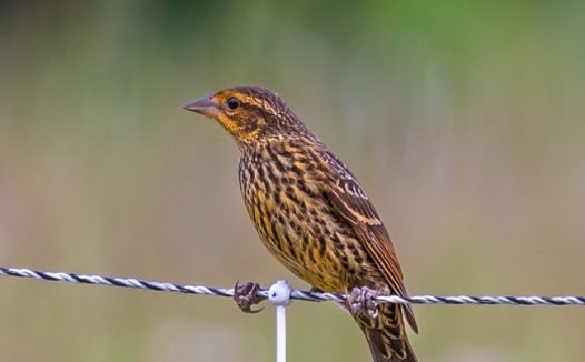 栖息在铁线上的野生麻雀图片