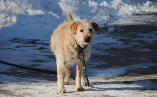 户外流浪狗图片