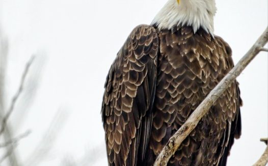 干枝上的苍鹰图片