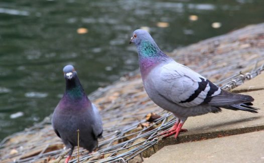 河岸两只灰色鸽子图片