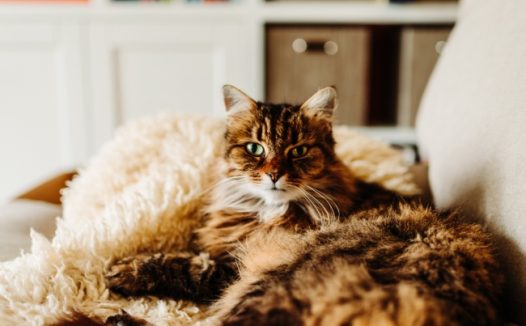 长毛玳瑁色缅因猫图片