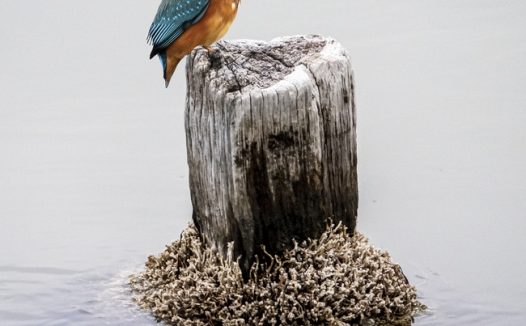 海边木桩翠鸟图片