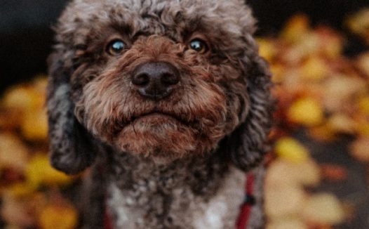 小型迷你狗狗图片