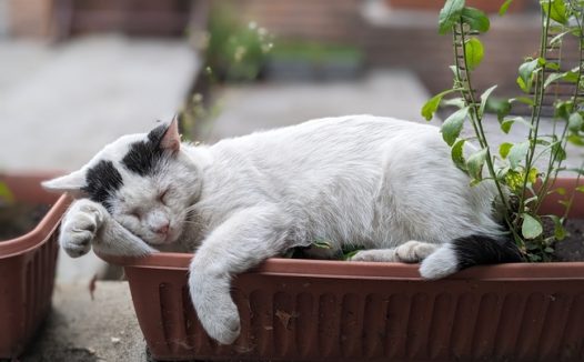 花盆里晒太阳的懒洋洋的猫咪图片
