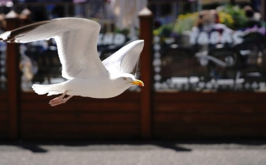 白色三趾鸥飞翔图片