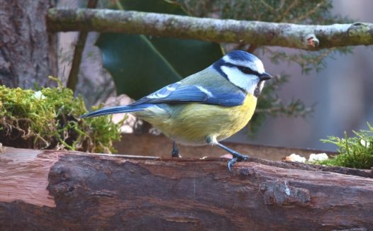 蓝色小雀鸟图片