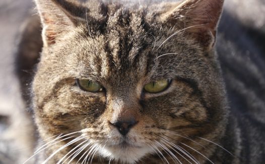 虎斑猫头部摄影图片