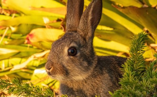 躲在灌木丛中的灰色兔子图片