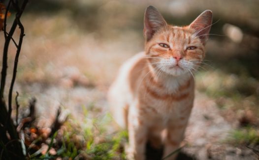 可爱橘色田园猫图片