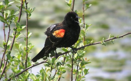 红翅黑鹂图片