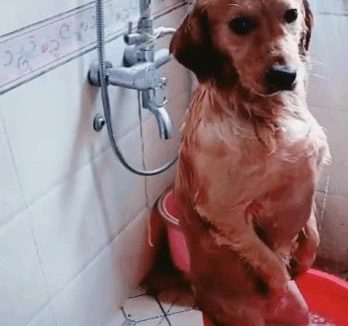 金毛在外面打滚, 回家之后满身沙子, 还主动要求洗澡