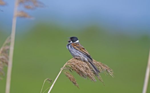 站在芦苇草上的飞鸟图片