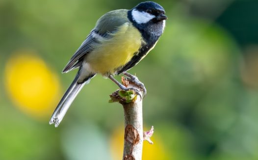 站在枯枝树的白脸山雀摄影图片